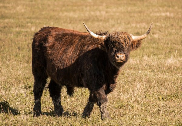 How can you participate in a traditional Highland games in Scotland?